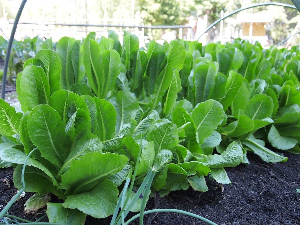 community-garden-spinach