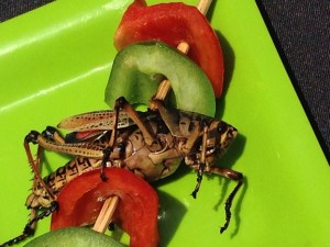 Bugs for food