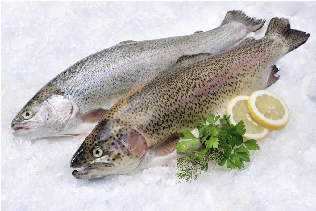 Rainbow trout  on ice, royalty free, stock image, getty creative