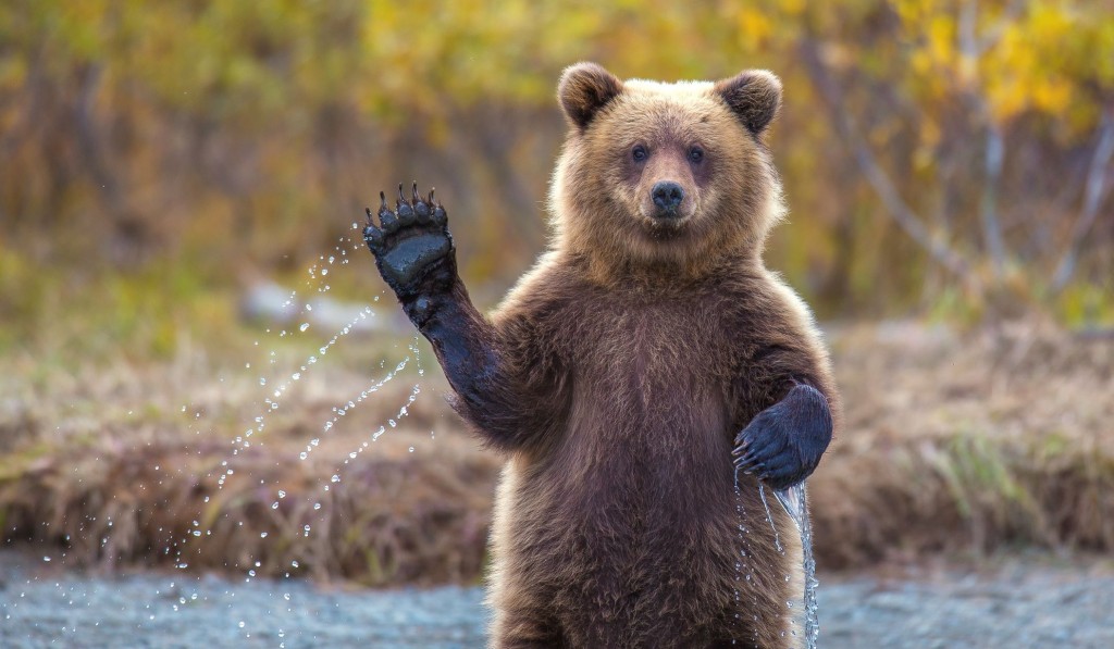 bear waiving
