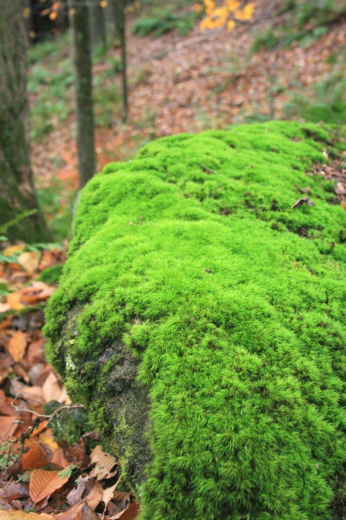 rockcap moss (dicranum) on large boulder at Moss  Acres location