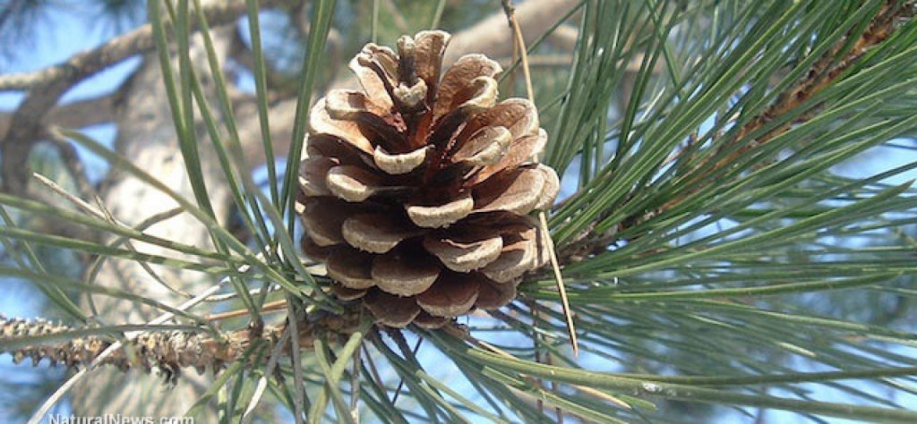 Pinecone-Tree-Forest-1728x800_c
