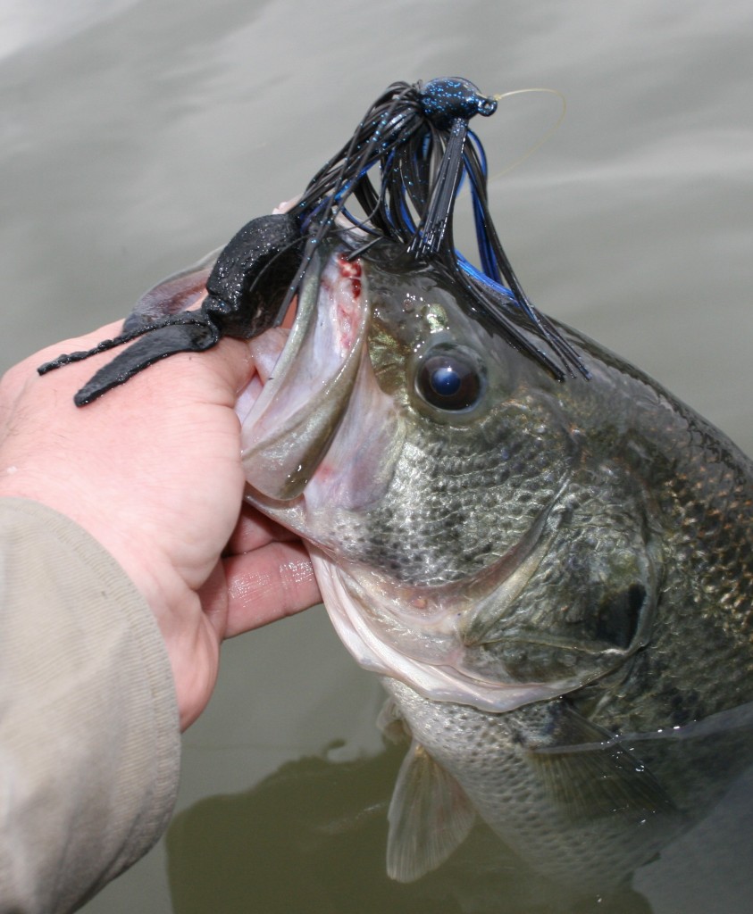 rubber-skirted-jig-and-pig-largemouth