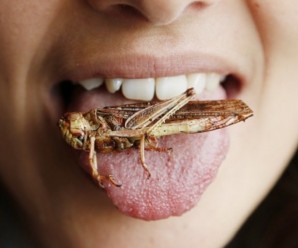 77904-entomophagy-eating-insects