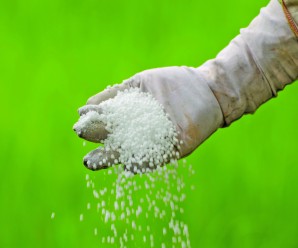 Farmer is pouring chemical fertilizer