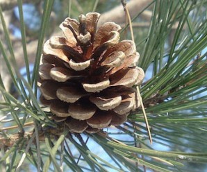 Pinecone-Tree-Forest-1728x800_c