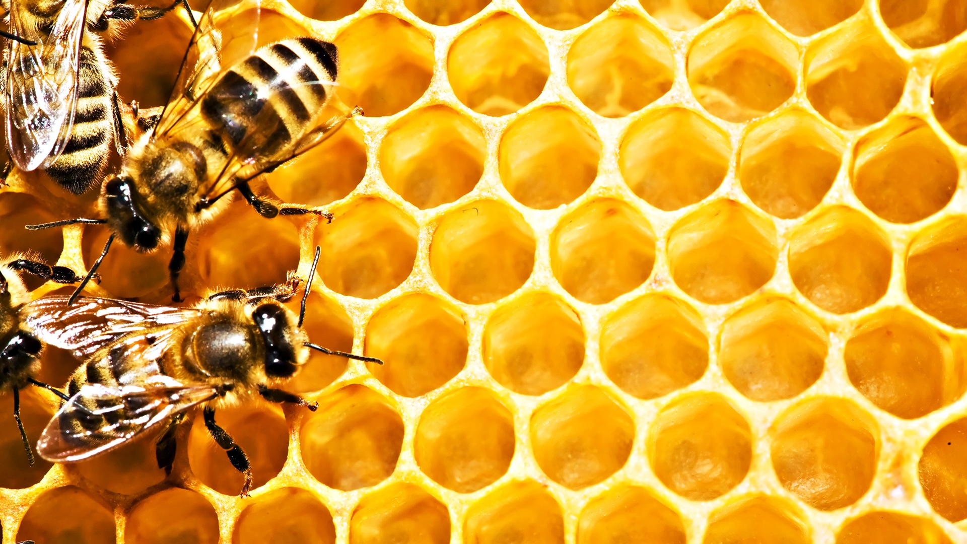 Пчела соты мед бесплатно